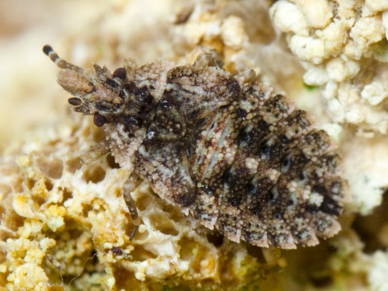 Aradus betulae (Linnaeus, 1758)